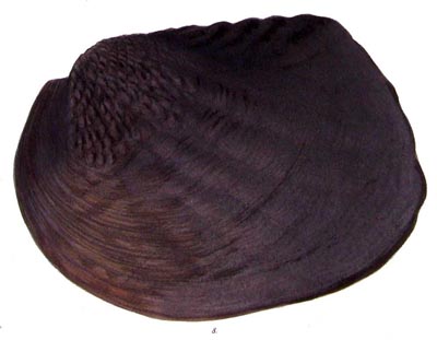 specimen image from publication