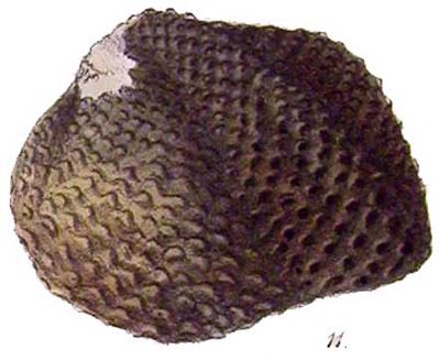 specimen image from publication