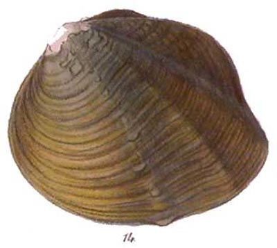 specimen image from publication