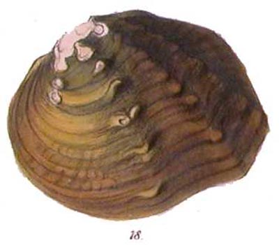 specimen image from publication