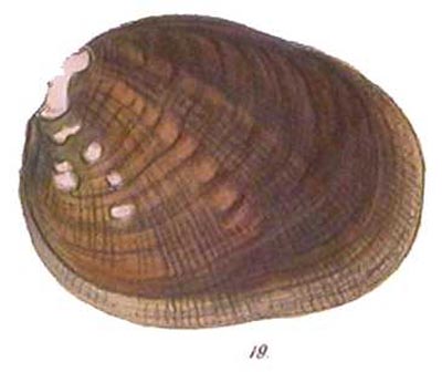 specimen image from publication