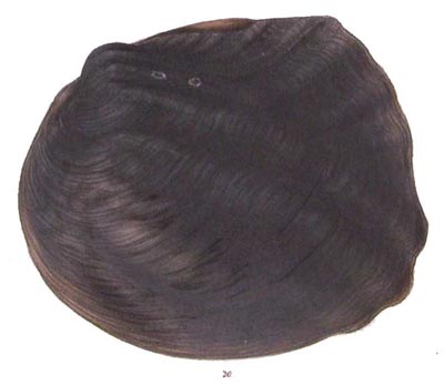 specimen image from publication