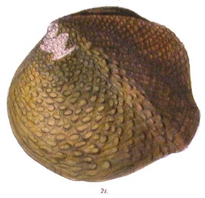 specimen image from publication