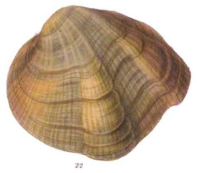 specimen image from publication