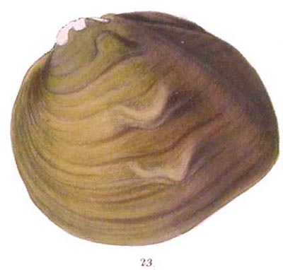 specimen image from publication