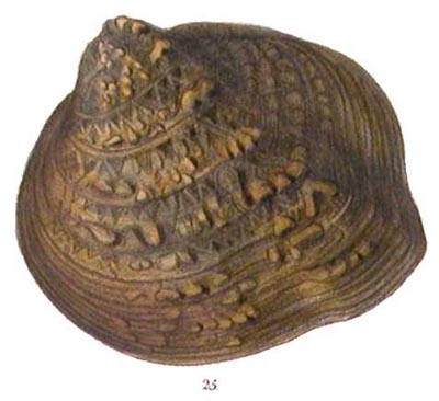 specimen image from publication
