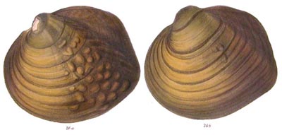 specimen image from publication