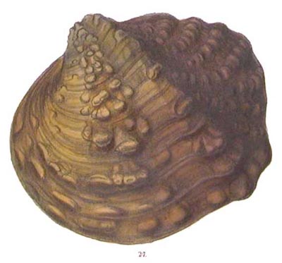 specimen image from publication