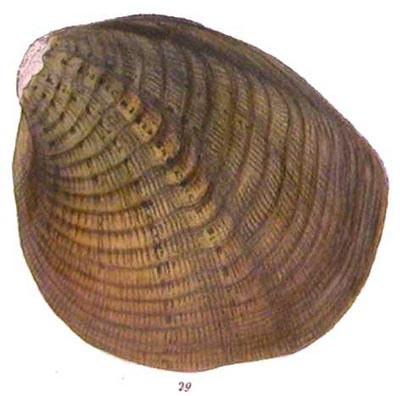 specimen image from publication