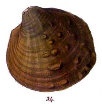 specimen image from publication