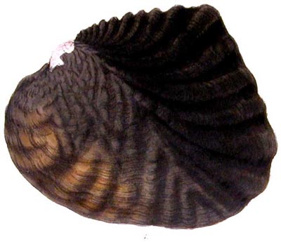 specimen image from publication