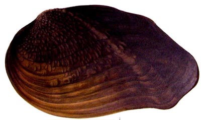 specimen image from publication