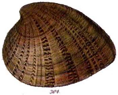 specimen image from publication