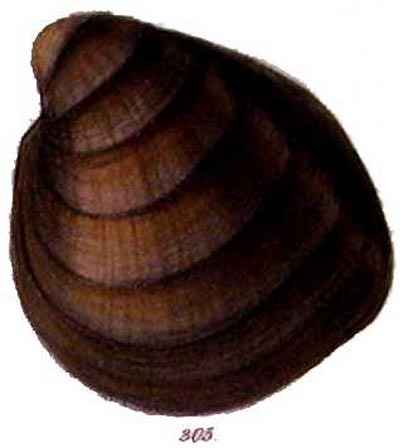 specimen image from publication