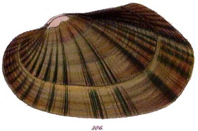 specimen image from publication