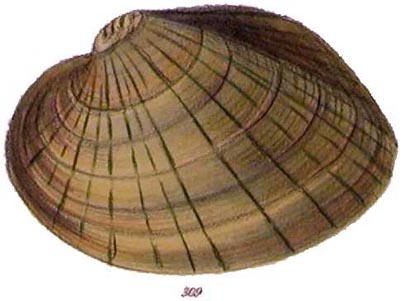 specimen image from publication