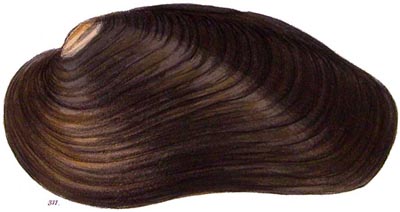 specimen image from publication