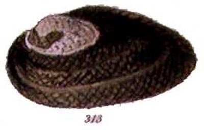 specimen image from publication