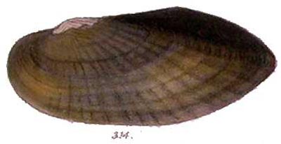 specimen image from publication