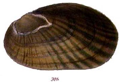 specimen image from publication