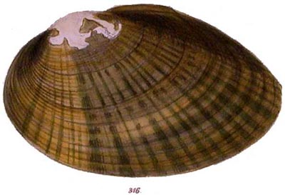 specimen image from publication