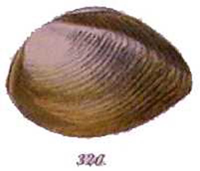 specimen image from publication