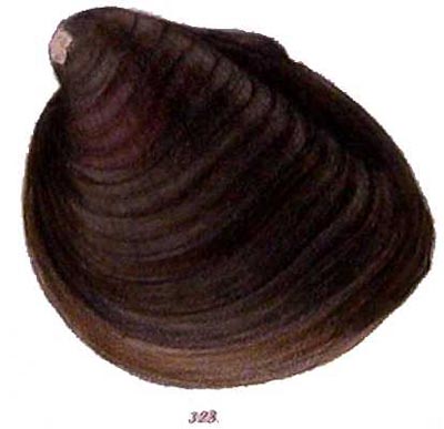 specimen image from publication