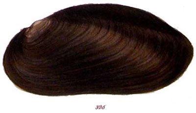 specimen image from publication