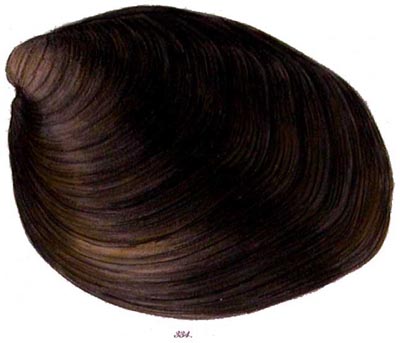 specimen image from publication