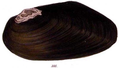 specimen image from publication