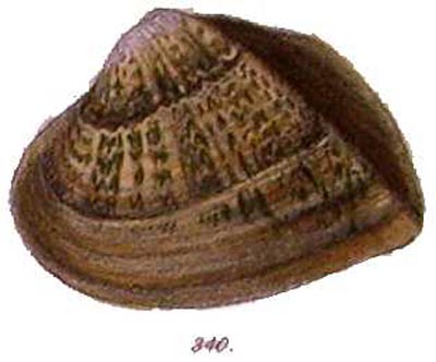 specimen image from publication