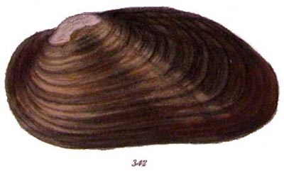 specimen image from publication