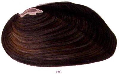 specimen image from publication