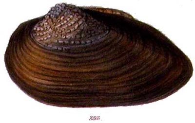 specimen image from publication