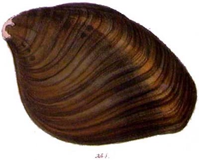 specimen image from publication