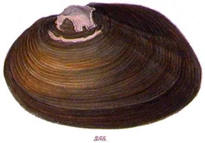 specimen image from publication
