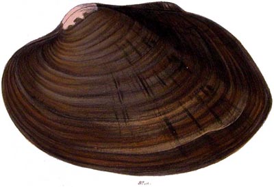 specimen image from publication