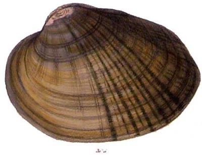 specimen image from publication