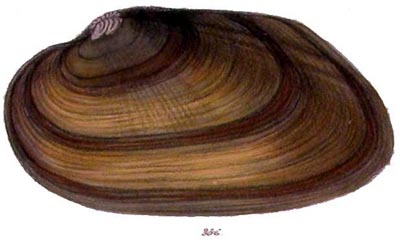 specimen image from publication