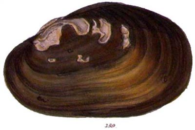 specimen image from publication