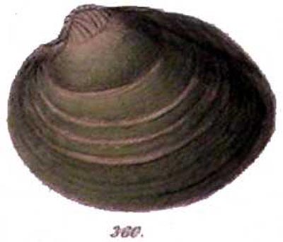 specimen image from publication