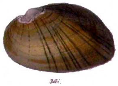 specimen image from publication