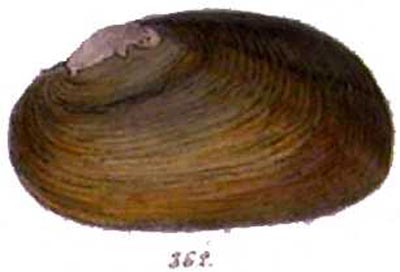 specimen image from publication