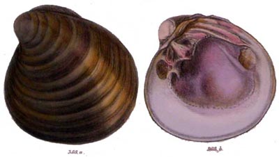 specimen image from publication