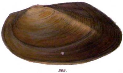 specimen image from publication