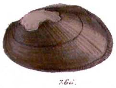 specimen image from publication