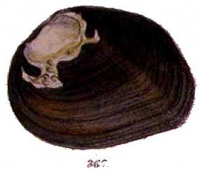 specimen image from publication