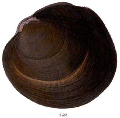 specimen image from publication