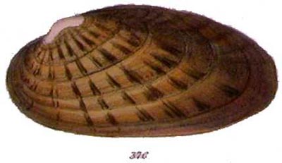 specimen image from publication