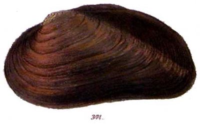specimen image from publication